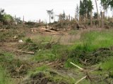 2022-05-20 - Tornado beim Sturmtief Emmelinde Solling - Steinlade bis Gehren (69)